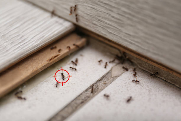 Trusted Unionville, TN Pest Control Experts