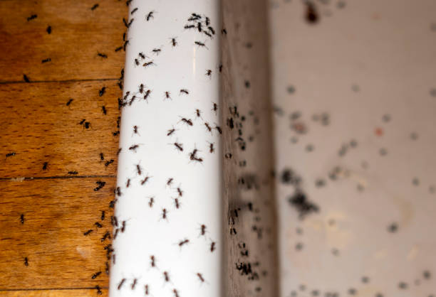 Flea Control Services in Unionville, TN